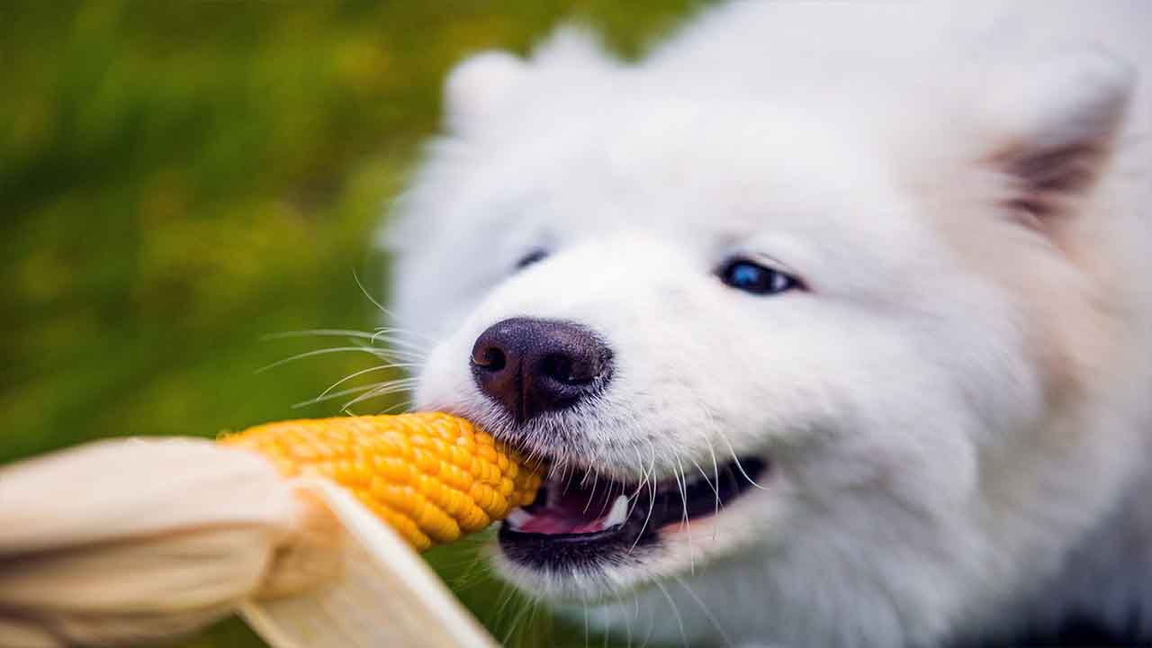 Prevention Tips For Keeping Your Dog From Eating Corn Cobs