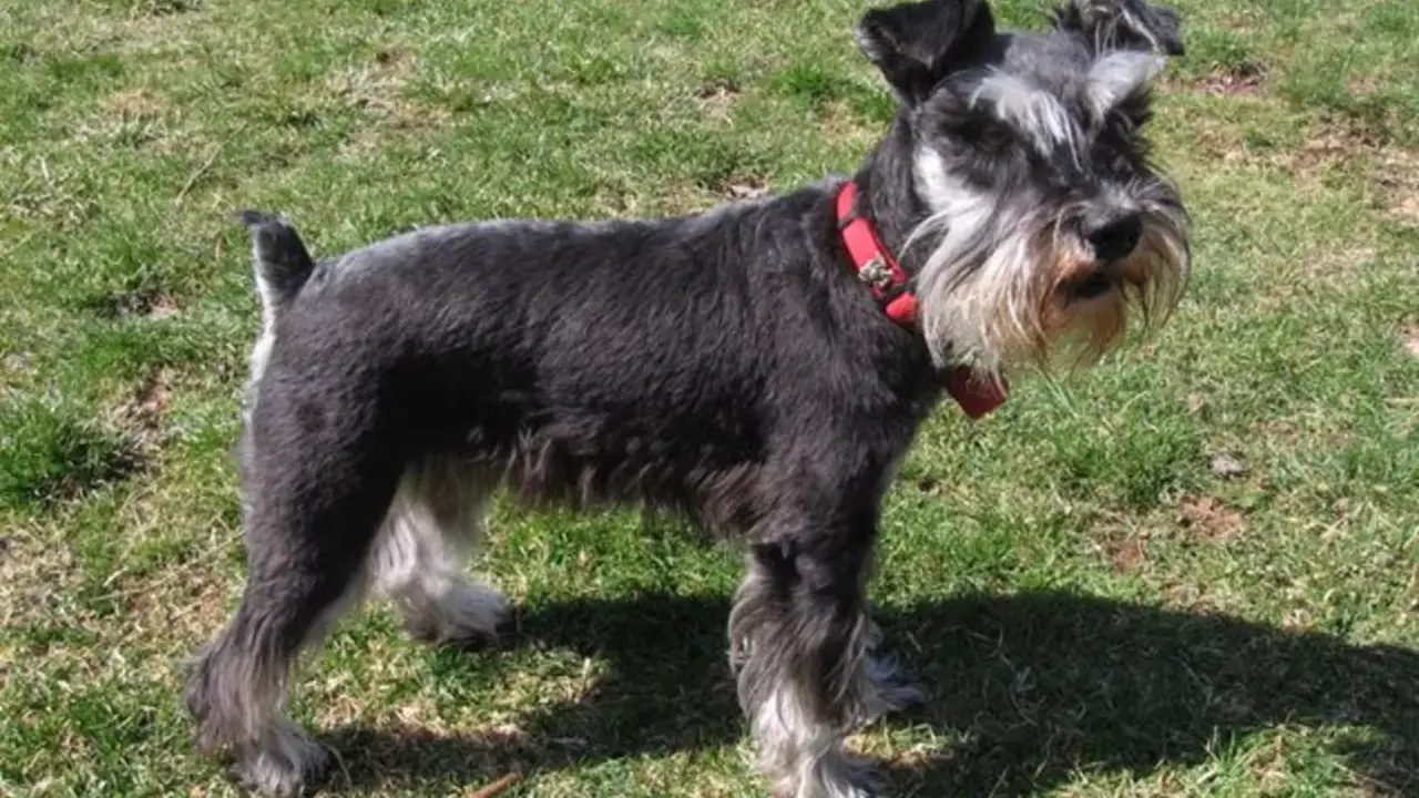 Quick Facts About The Schnauzer-Chihuahua Mix