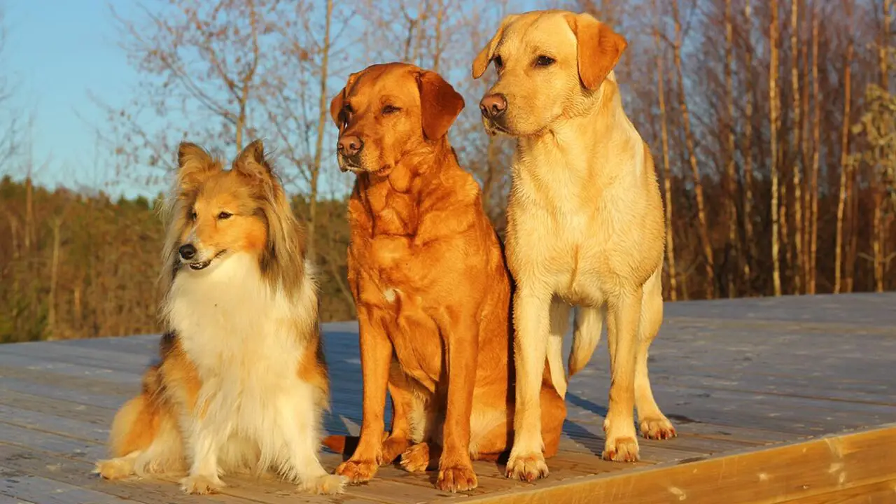 Recognizing Dominant Behaviors In Dogs