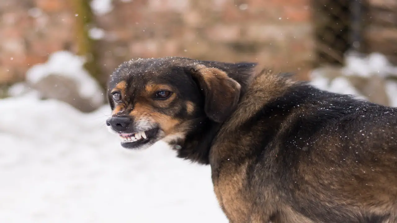Recognizing Fearful Behaviors In Dogs