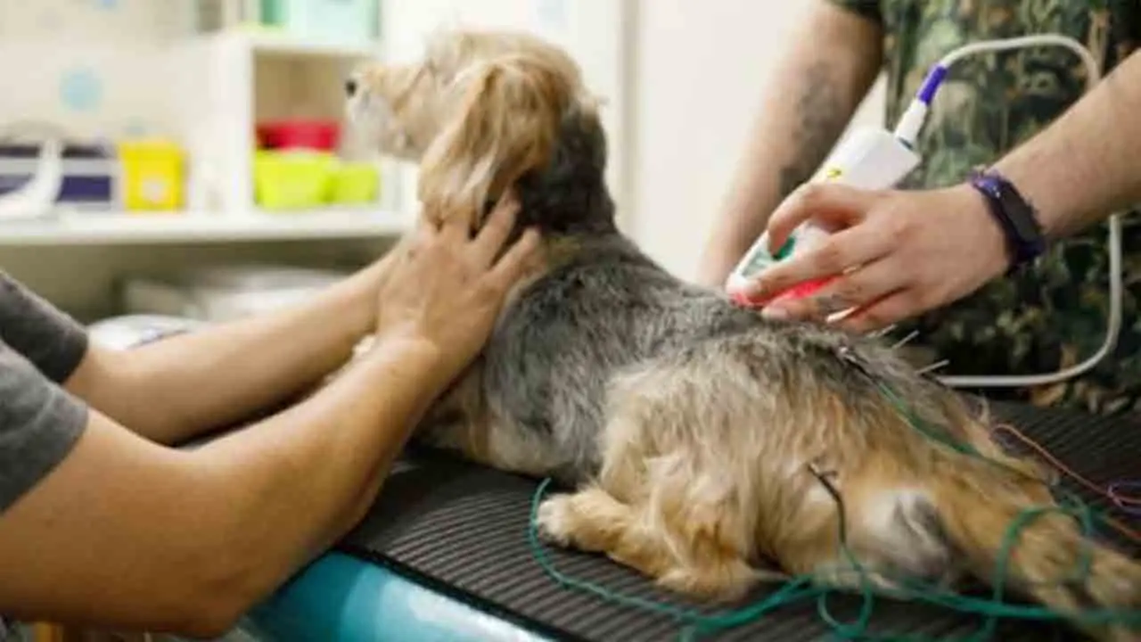 Recognizing Neck And Back Pain In Dogs