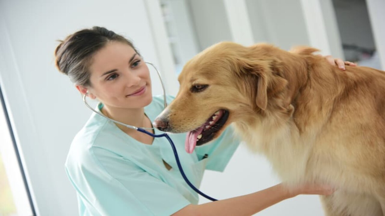 Schedule Regular Check-Ups With A Veterinarian To Ensure Proper Ear Health