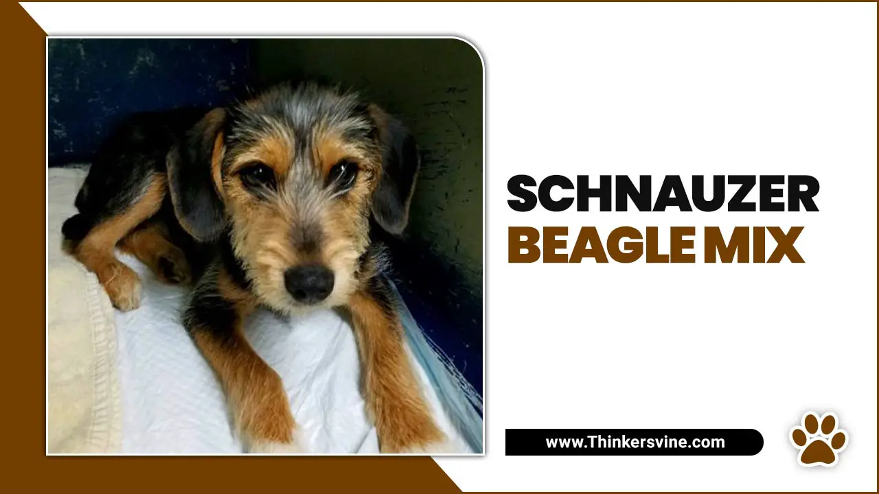 Schnauzer Beagle Mix
