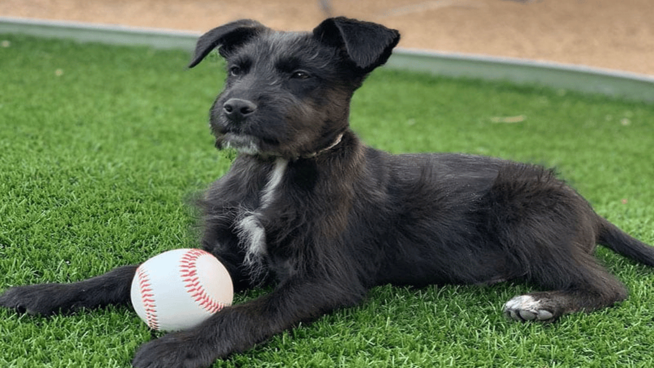 Schnauzer-Chihuahua Mix: At A Glance