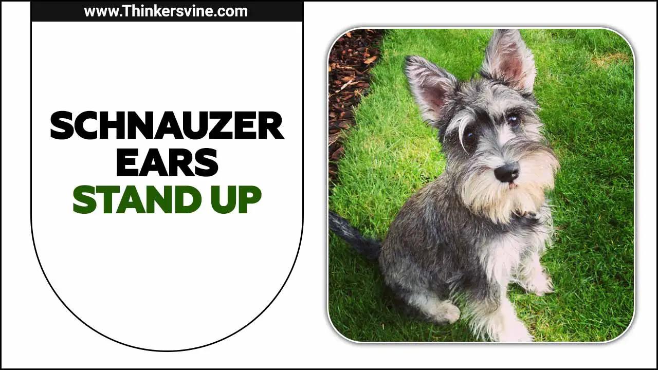 Schnauzer Ears Stand Up