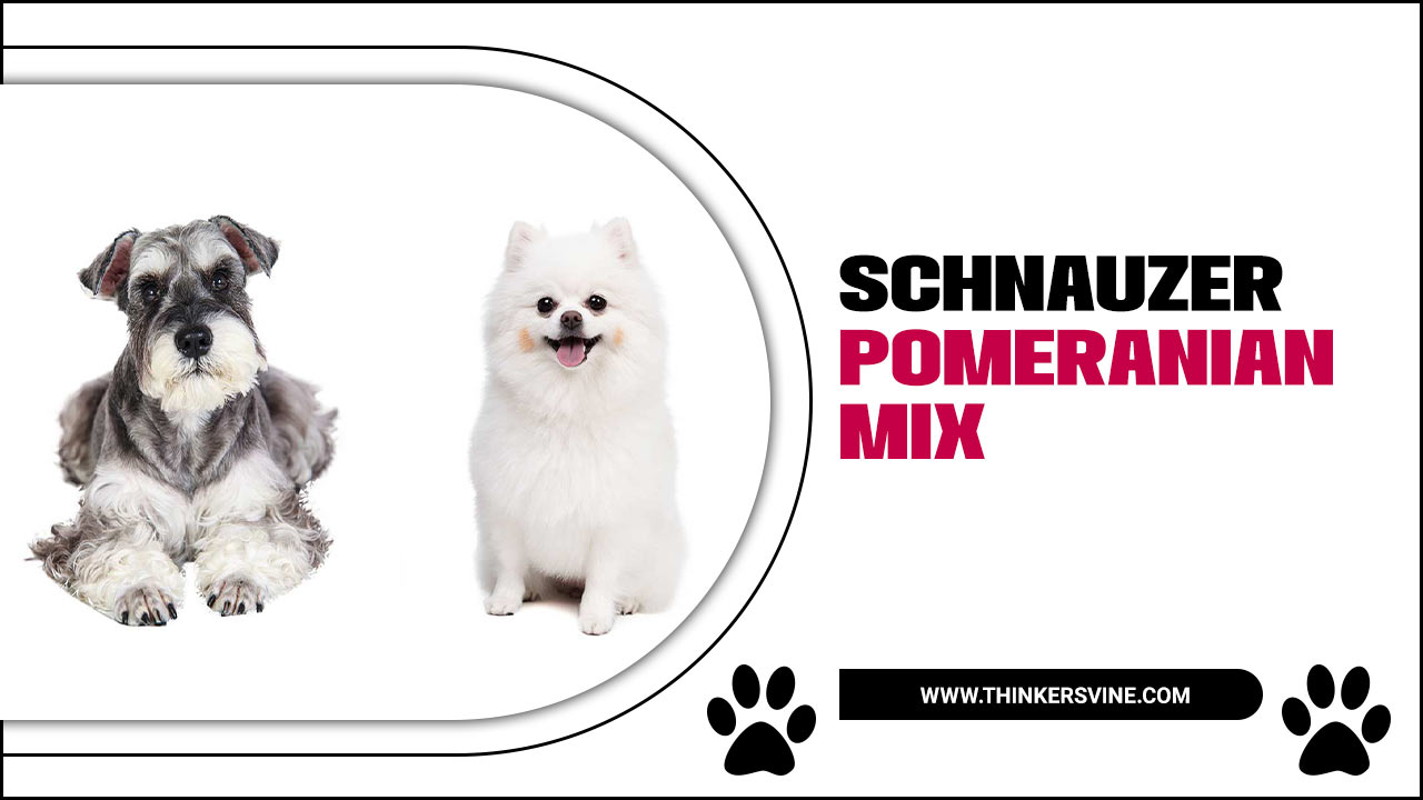 Schnauzer Pomeranian Mix