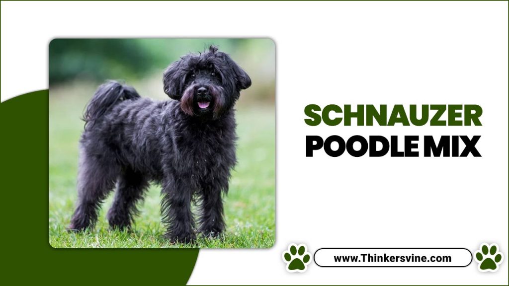 Schnauzer Poodle Mix The Perfect Pup Blend