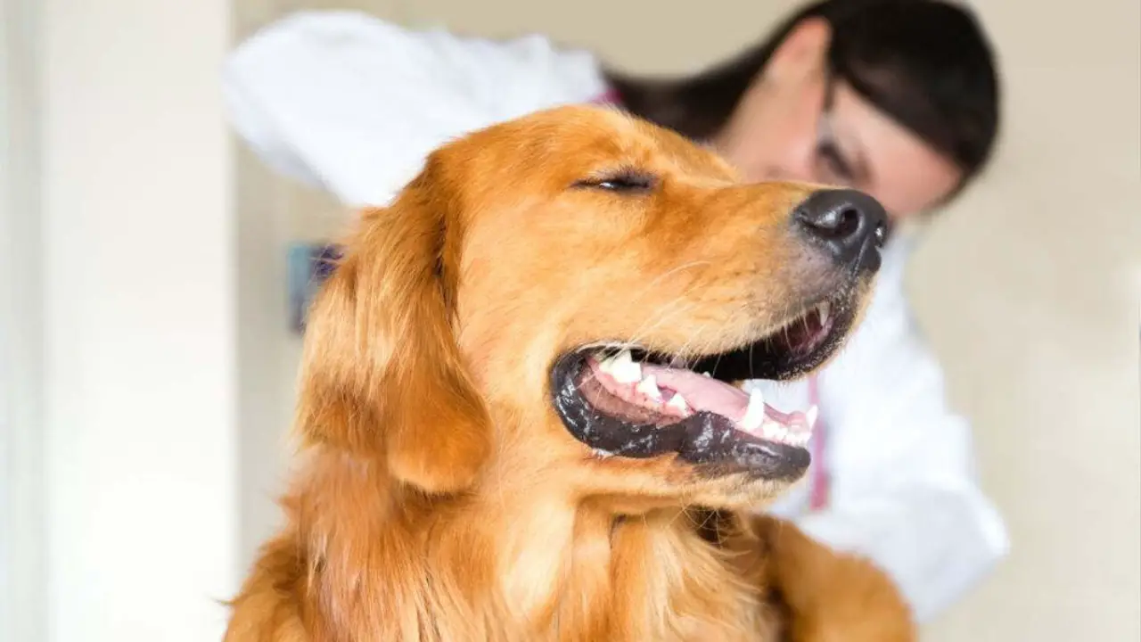 Signs Of Anal Gland Issues In Golden Retrievers