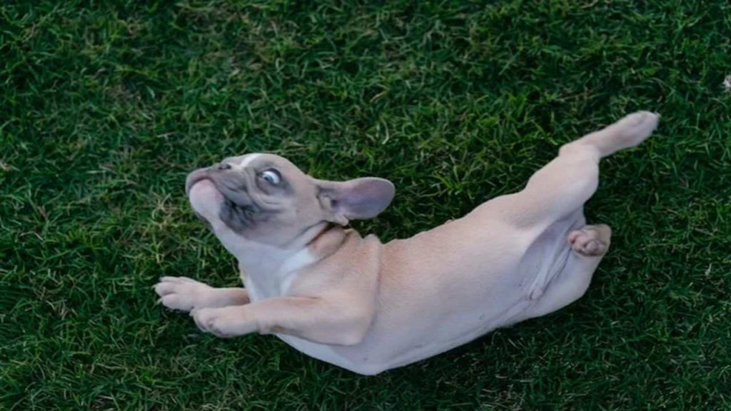 Why Does Dog Kicks Back Legs When Lying Down Explained