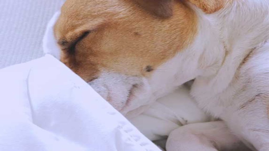 Why Do Dogs Bury Their Nose? 11 Common Reasons