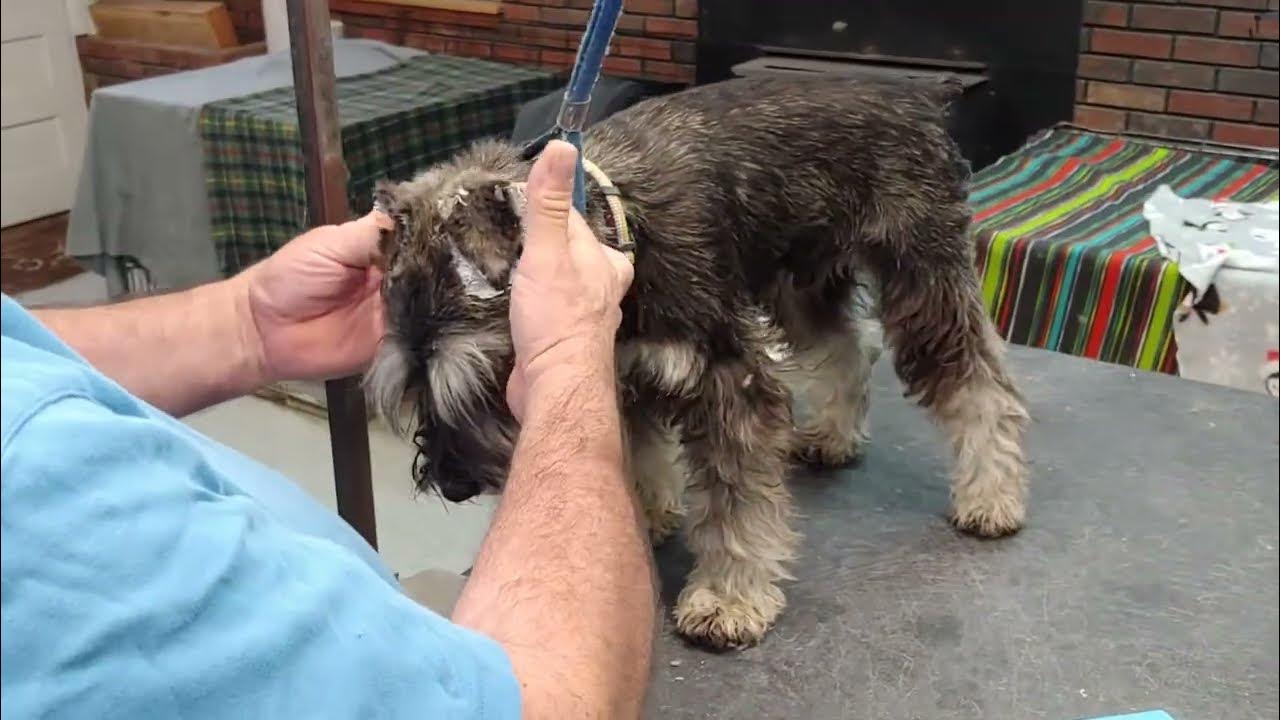Steps Of Tapping Schnauzer Natural Ears