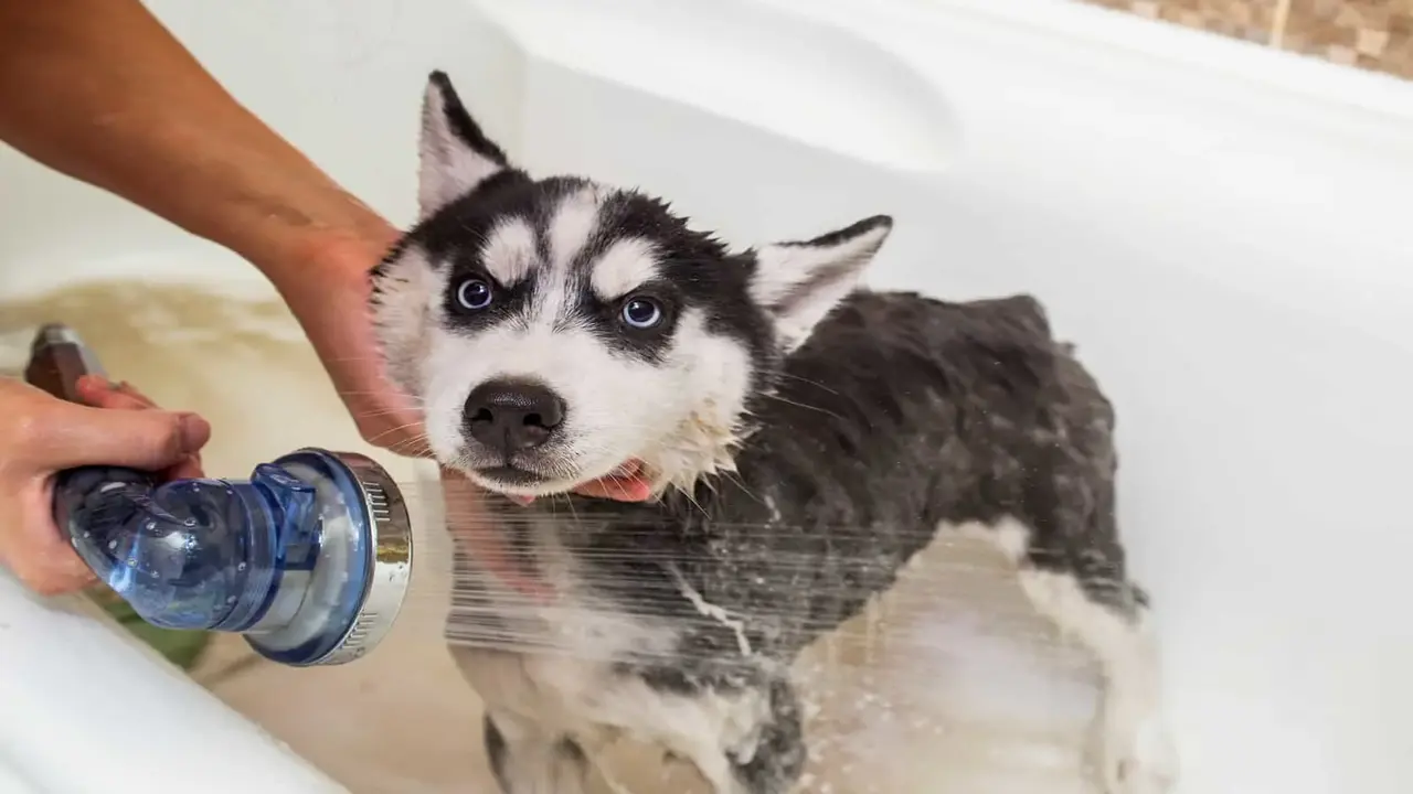 Talk To Your Husky During Bath Time