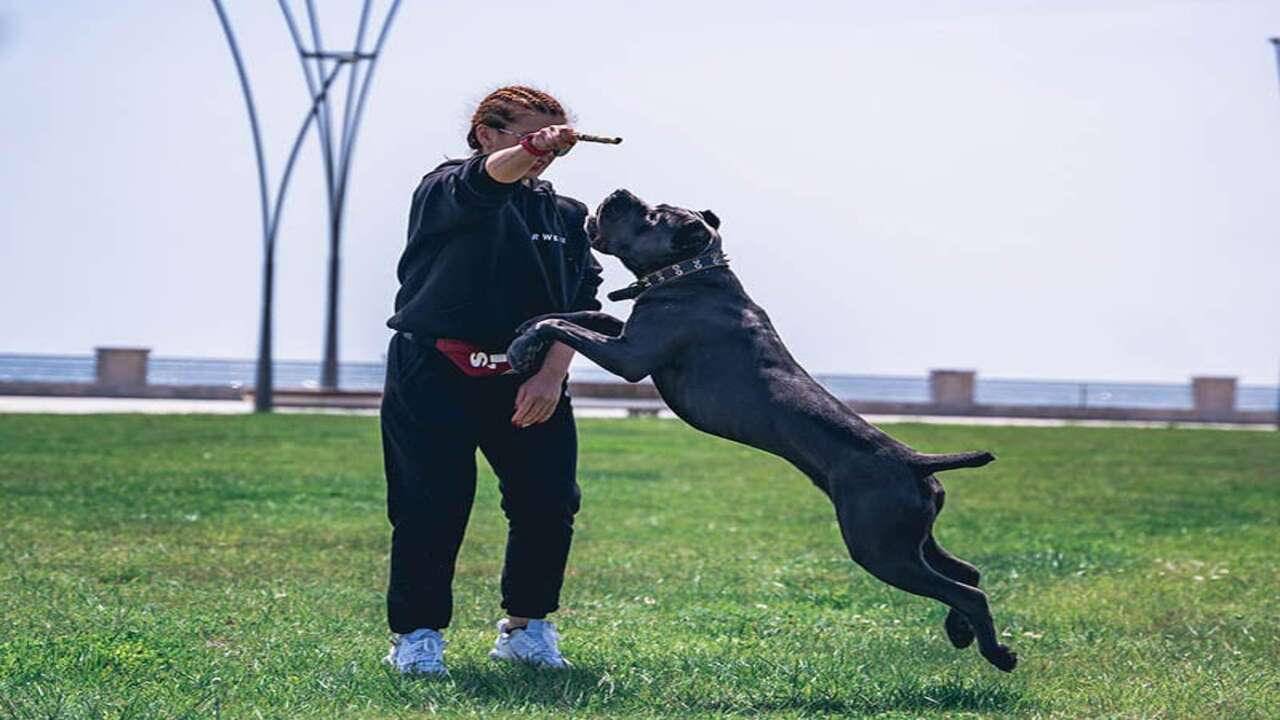 Teaching Basic Obedience Commands