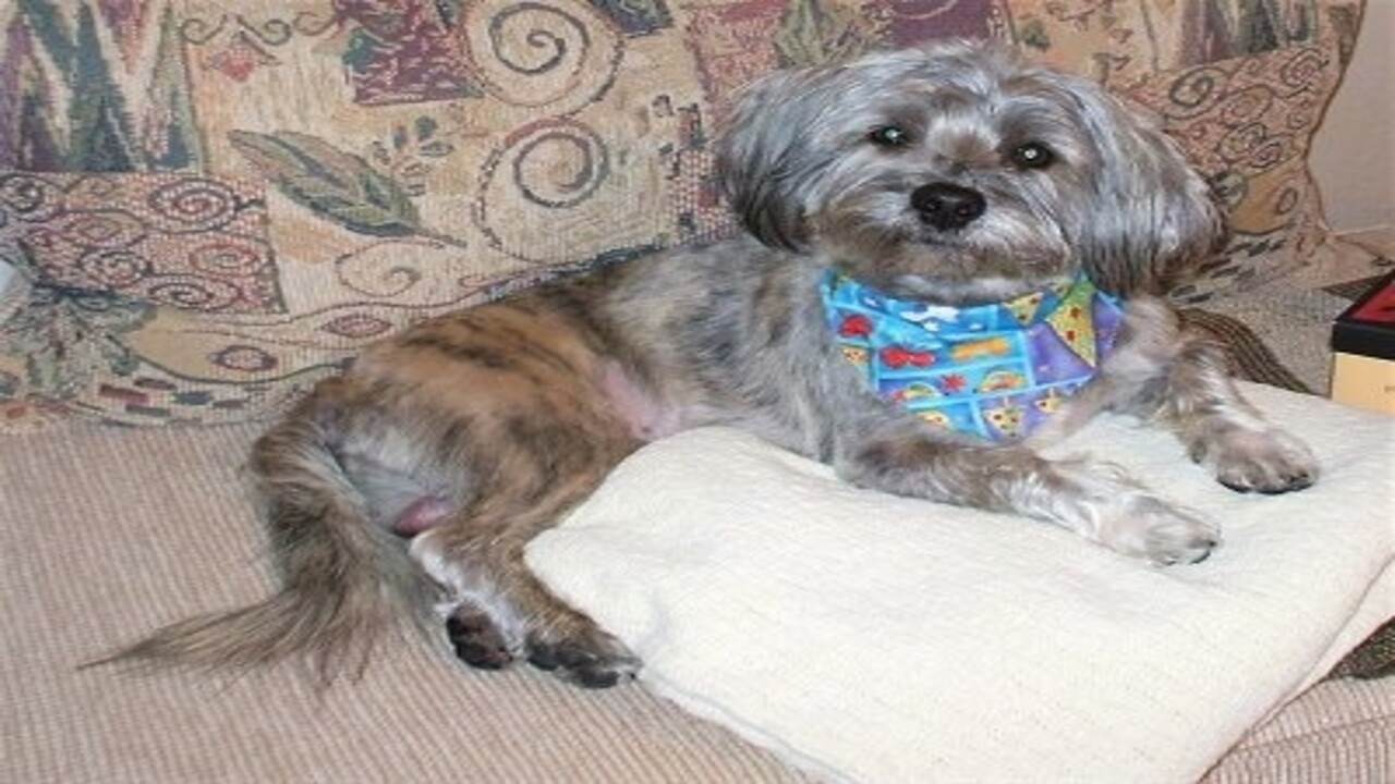 The Adorable Schnauzer-Shih Tzu Mix Breed - At a Glance