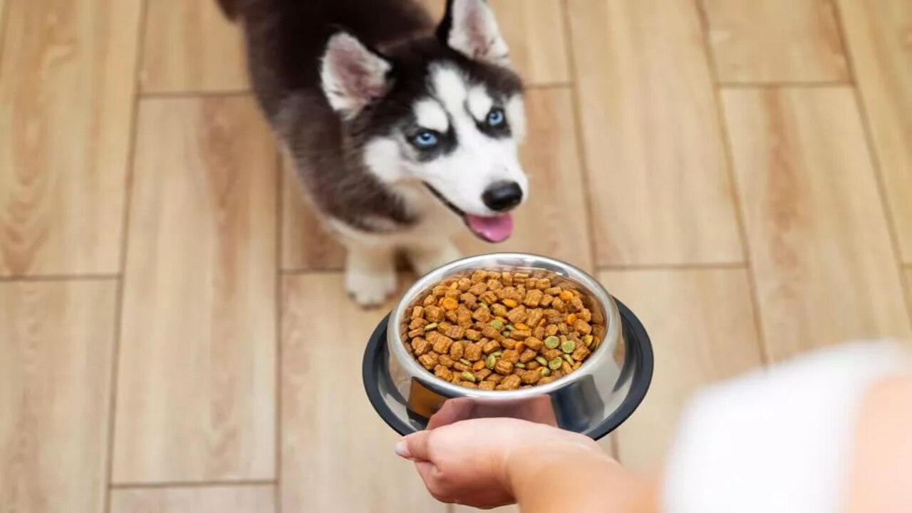 The Best Diet For A Skinny Husky
