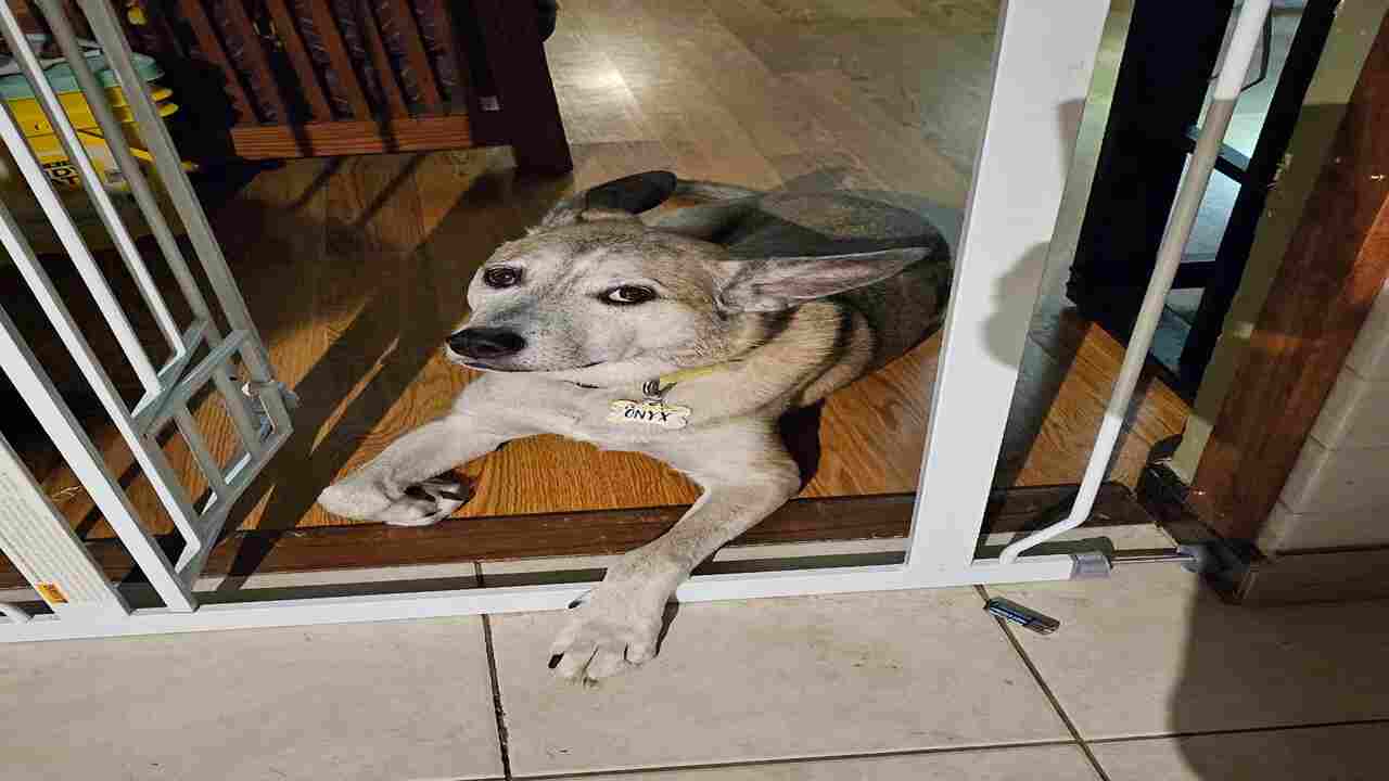 Why Do Dogs Fold Their Paws Explore 7 Helpful Tips!