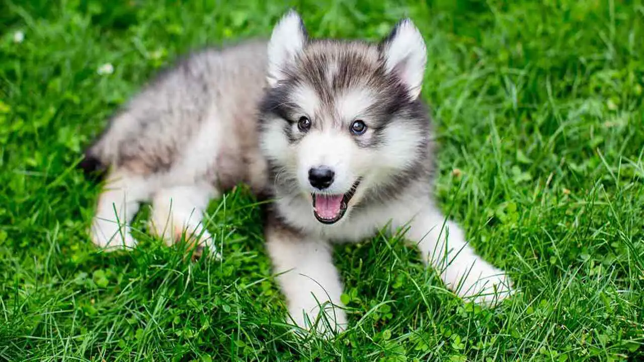 Things To Consider Before Buying A Miniature Husky