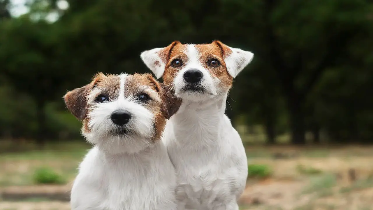 Things To Know When Owning A Schnauzer Jack Russell Mix