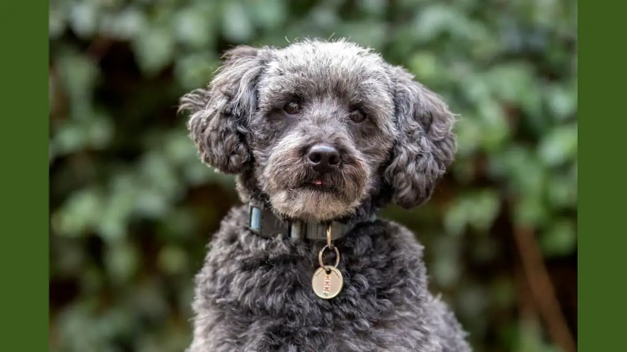 Things To Know When Owning A Schnauzer Poodle-Mix