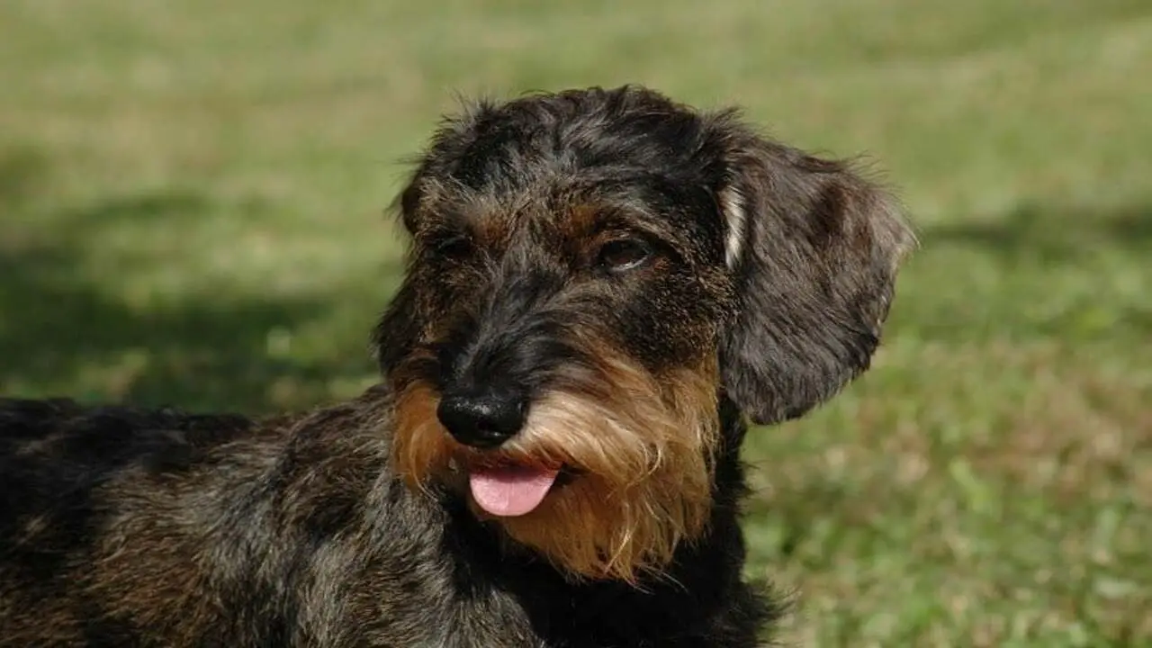 Things to Know Before Owning a Schnauzer Basset Hound Mix