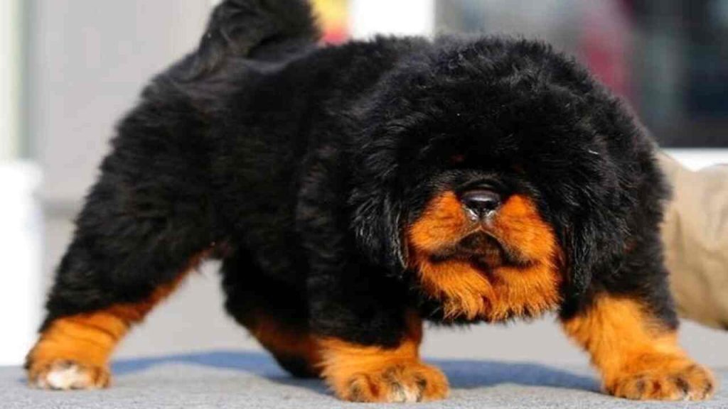 Can You Shave A Tibetan Mastiff? [Grooming Secrets]