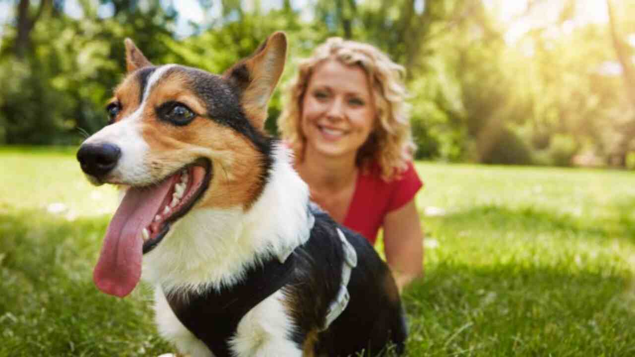 Tips For Building A Stronger Relationship With Your Dog