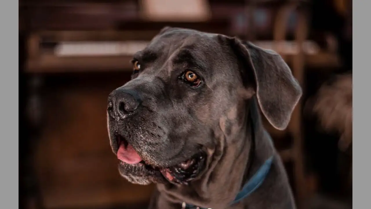 Tips For Choosing And Caring For A Cane Corso As A Pet Owner