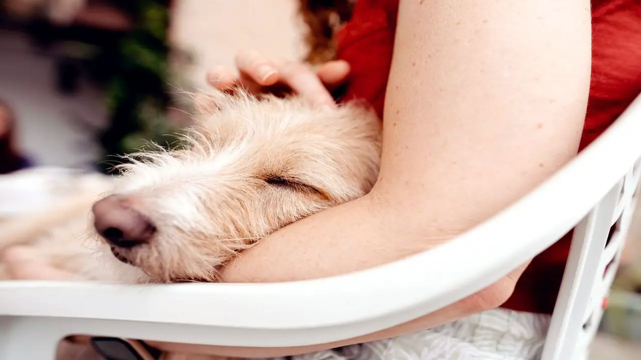 Tips For Comforting Your Twitching Dog