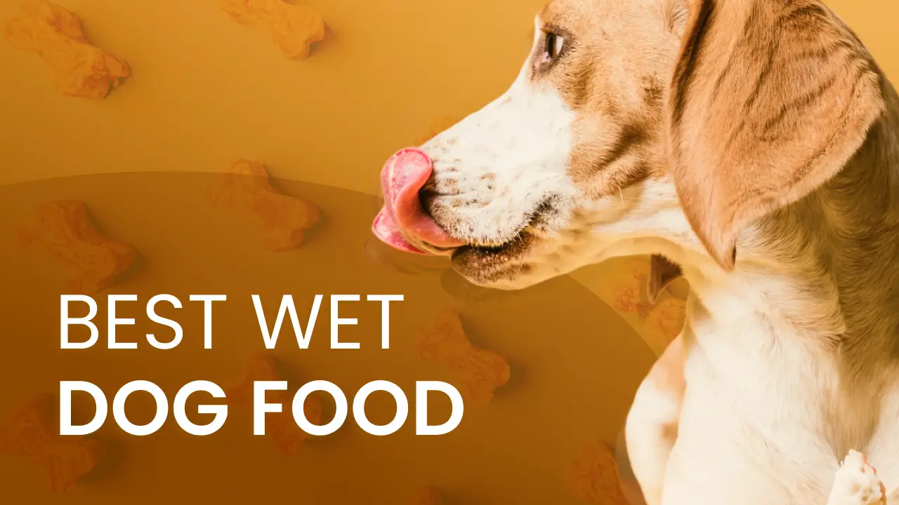 Tips For Introducing Alternative Food Gradually To Dogs With A Sensitivity To Merrick