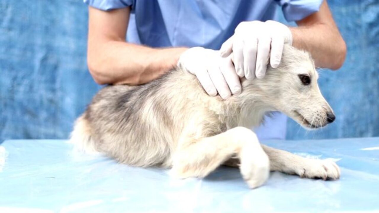 When A Female Dog Is Leaking Clear Fluid? Cause & Solutions