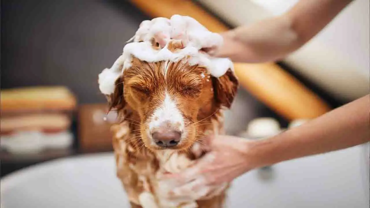 Tips For Training Your Dog To Stop Crying While You Bathe