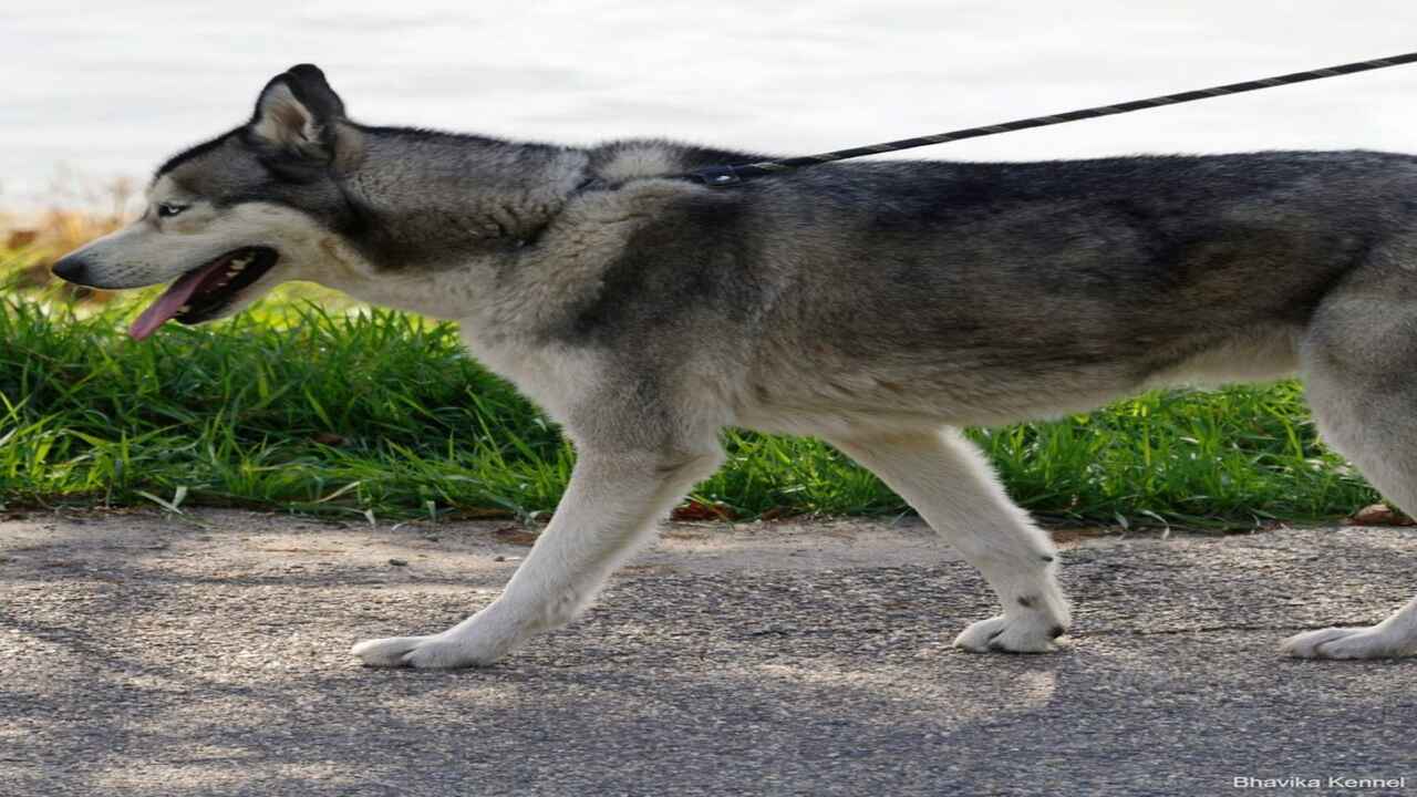 Tips To Help A Skinny Husky Gain Weight