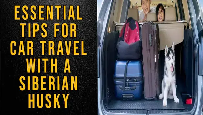 Tips For Car Travel With A Siberian Husky