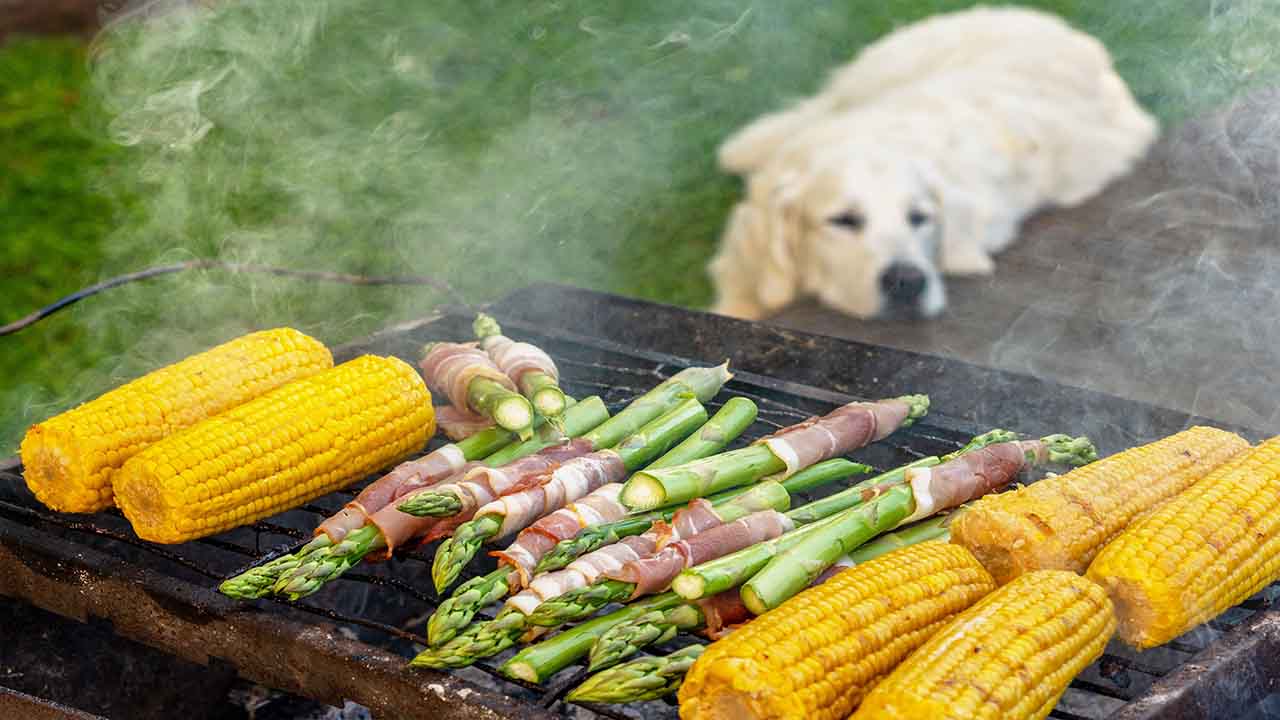 Treatment Options For Dogs That Have Eaten A Corn Cob