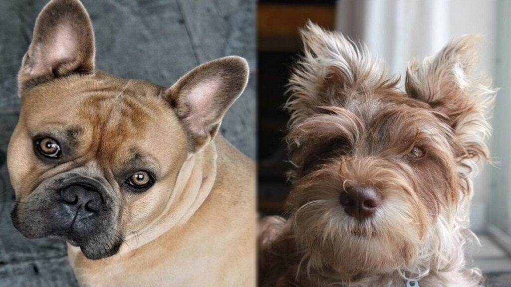 Schnauzer French Bulldog Mix An Excellent Dog Breed