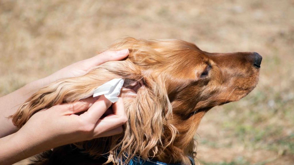 How To Keep A Cocker Spaniels Ears Clean Expert 7 Tips