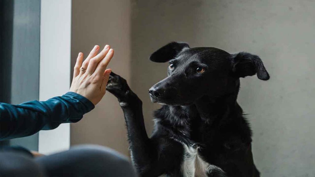 100 Amazing Facts About Dogs Finally Revealed 100 Amazing Facts About Dogs Finally Revealed