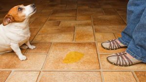 4 Month Old Puppy Leaking Urine - [4 Important Things To Do]