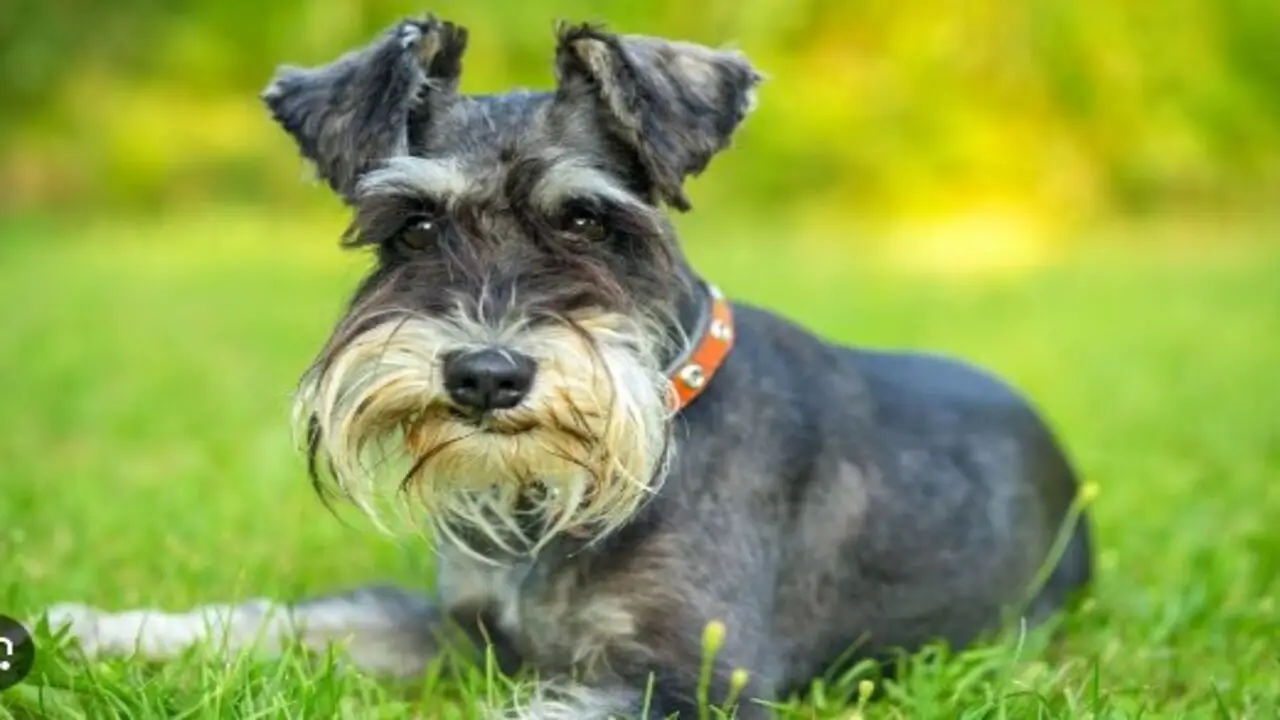 What Are The Reasons For A Schnauzer To Have Stood Up Ears