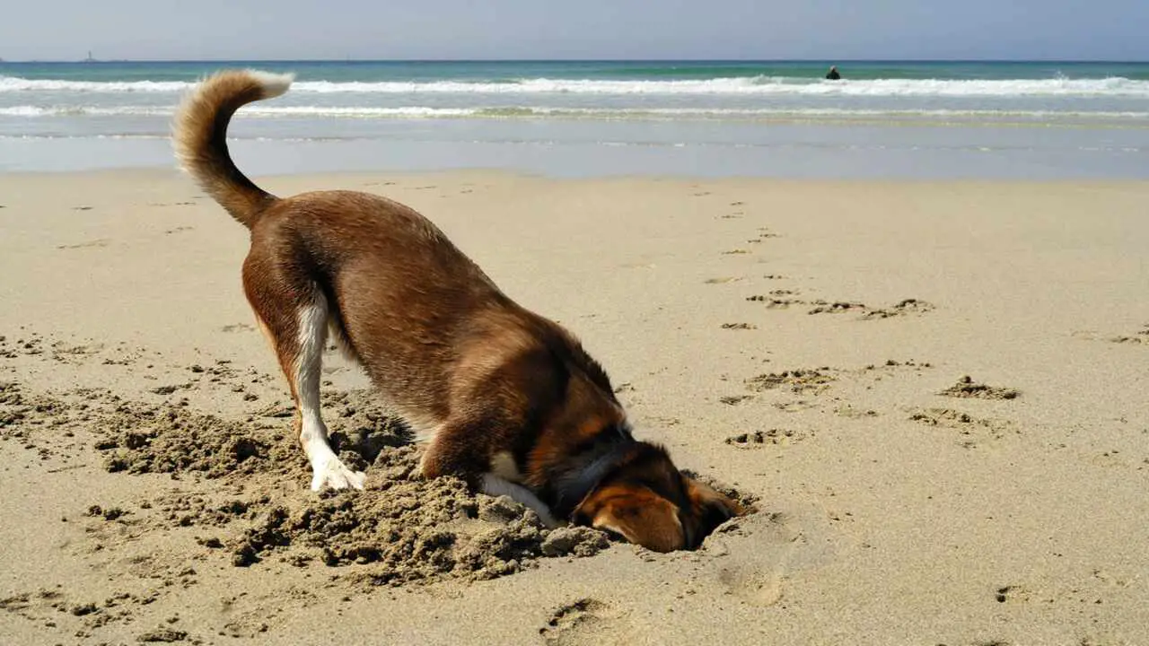 What Causes Nose Burying In Dogs