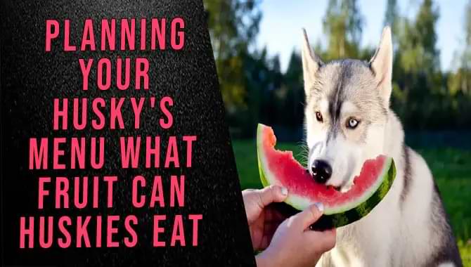 What Fruit Can Huskies Eat