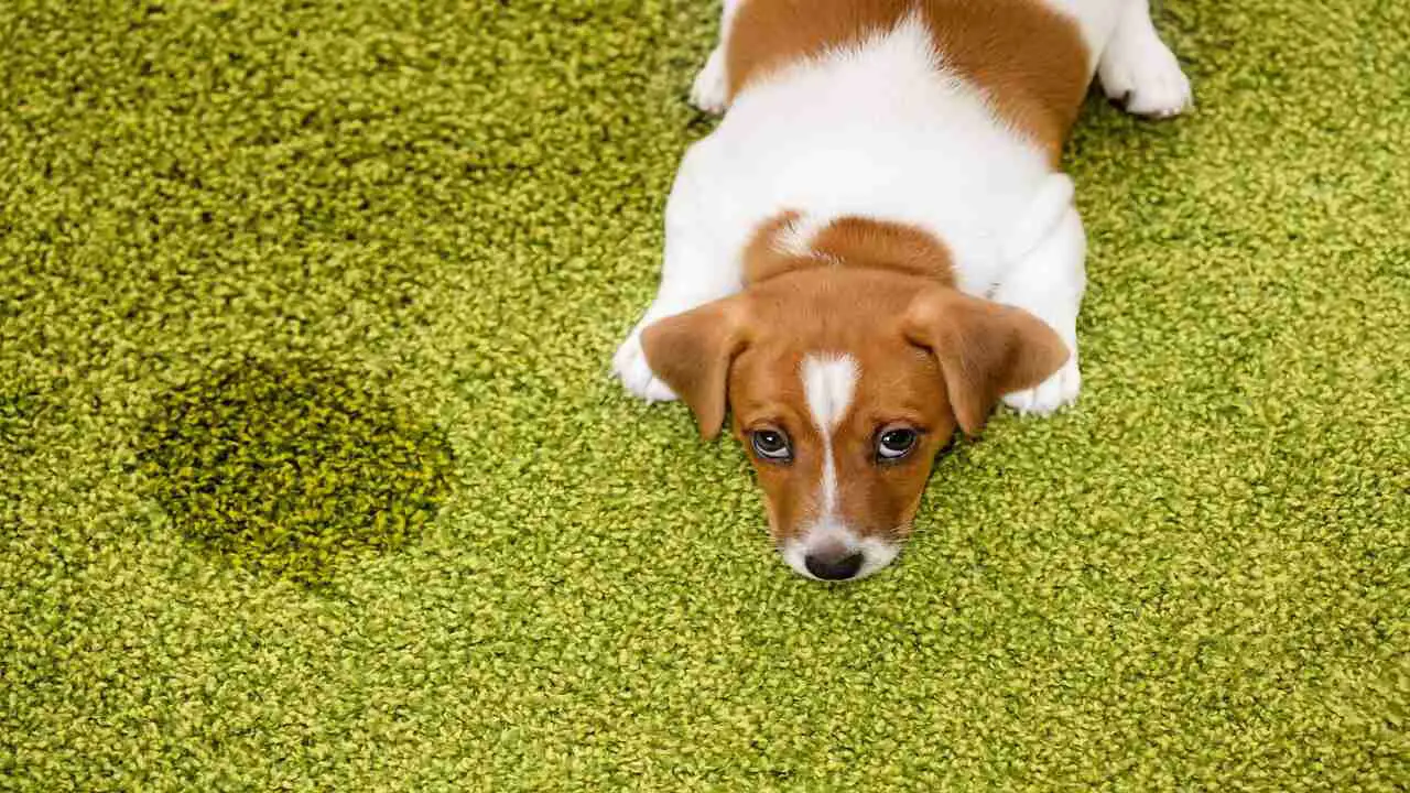 What Is Canine Incontinence