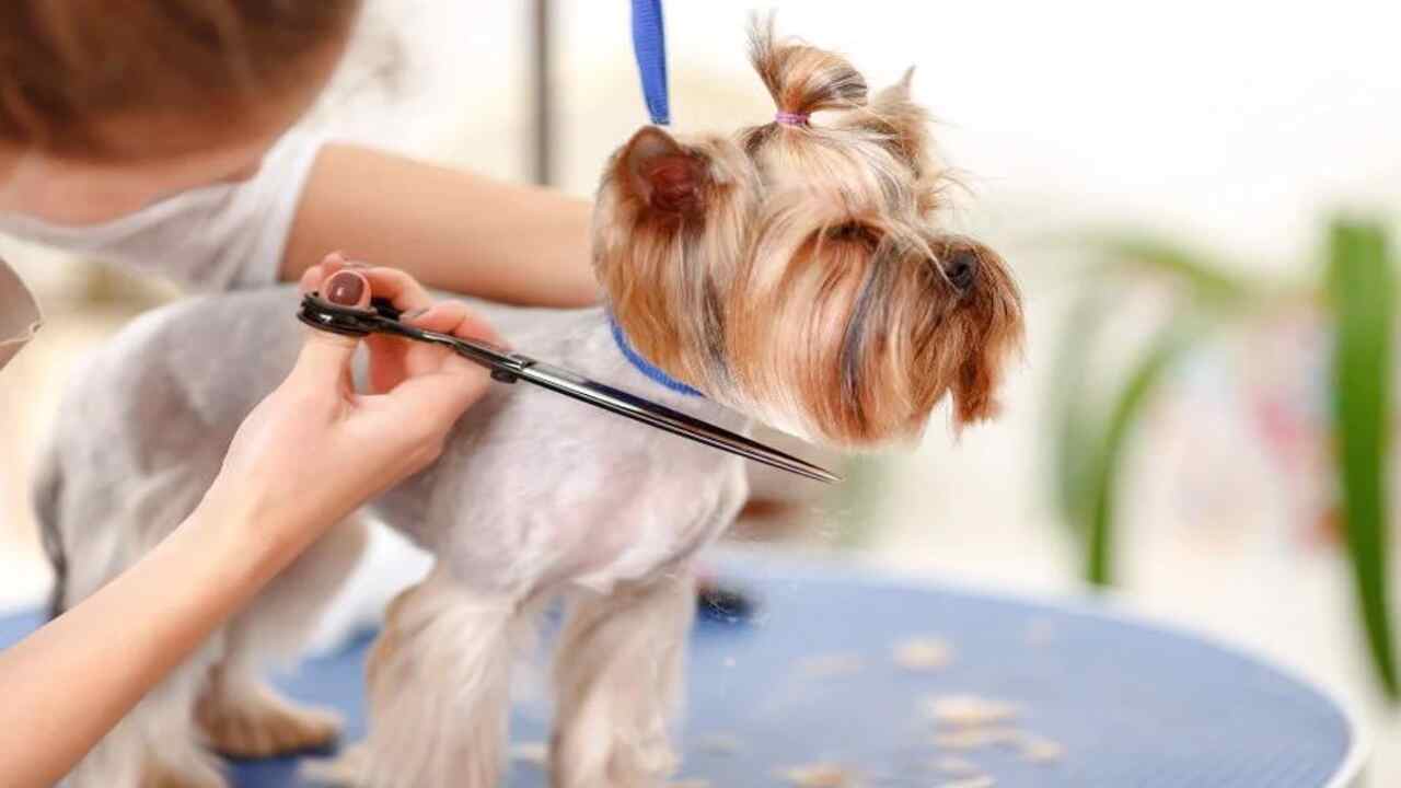 What Is Shave Shock In Dogs