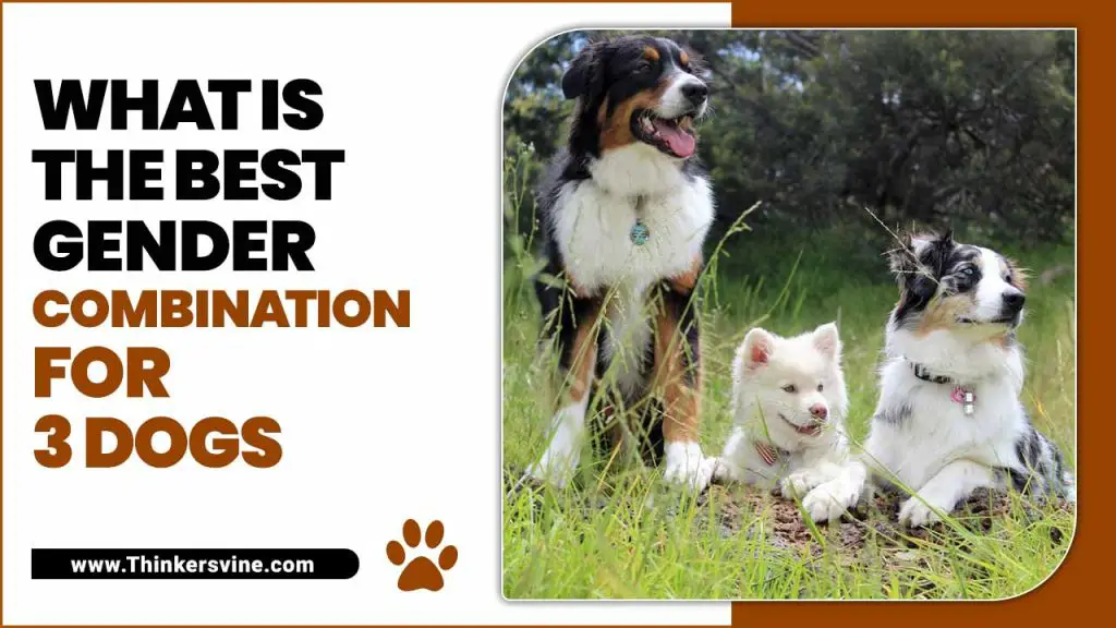 What Is The Best Gender Combination For 3 Dogs - Explained