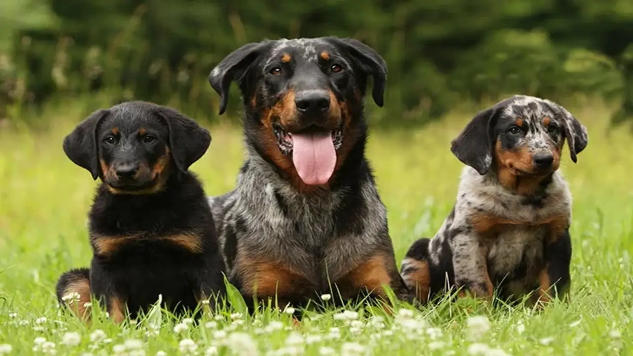 What Is The Best Gender Combination For 3 Dogs - What You Need to Know
