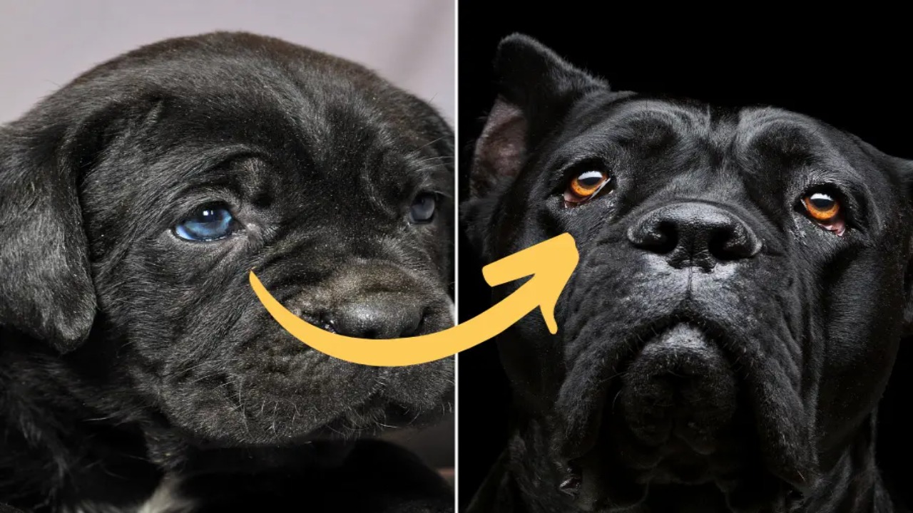 What Is The Right Shade Of Eye Color For A Cane Corso