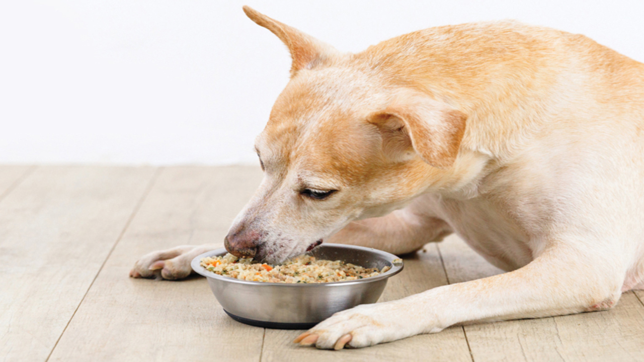 Hill's ZD Dog Food Side Effects Food Routine & Precautions