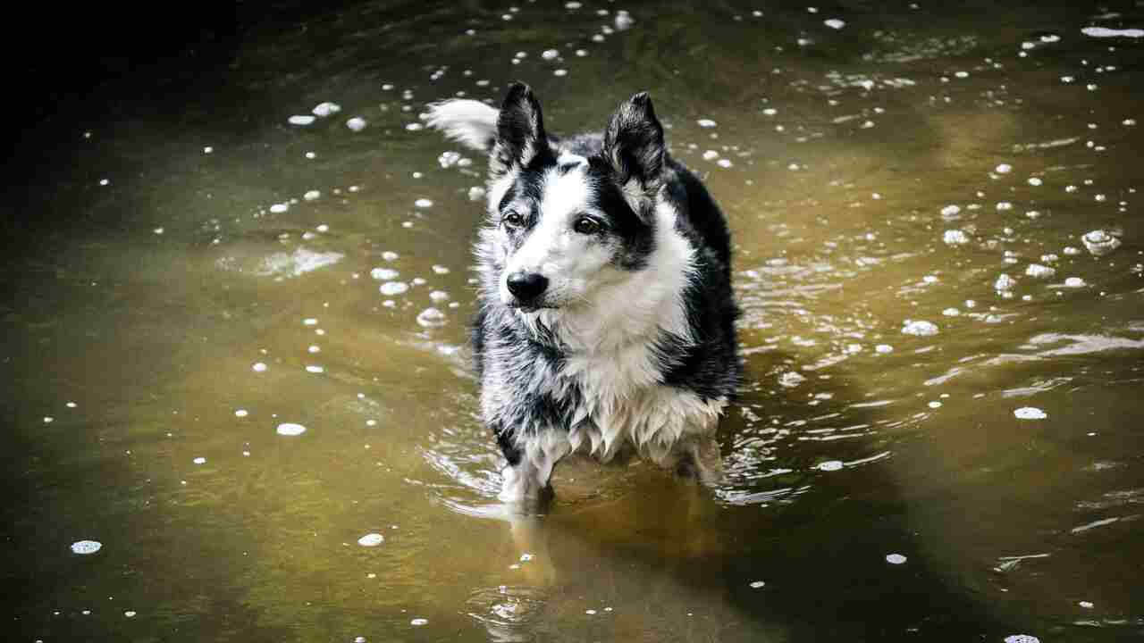 What To Do If Huskies Get Wet Inside