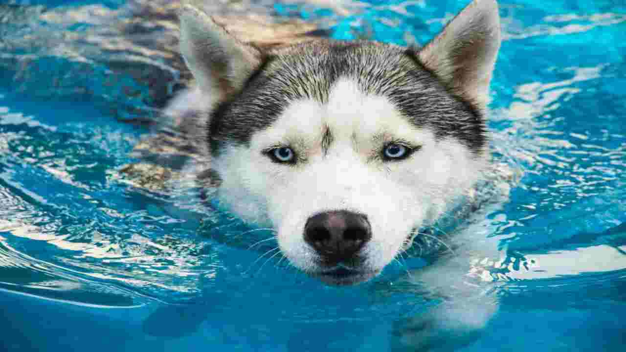 What To Do If Huskies Get Wet Outside