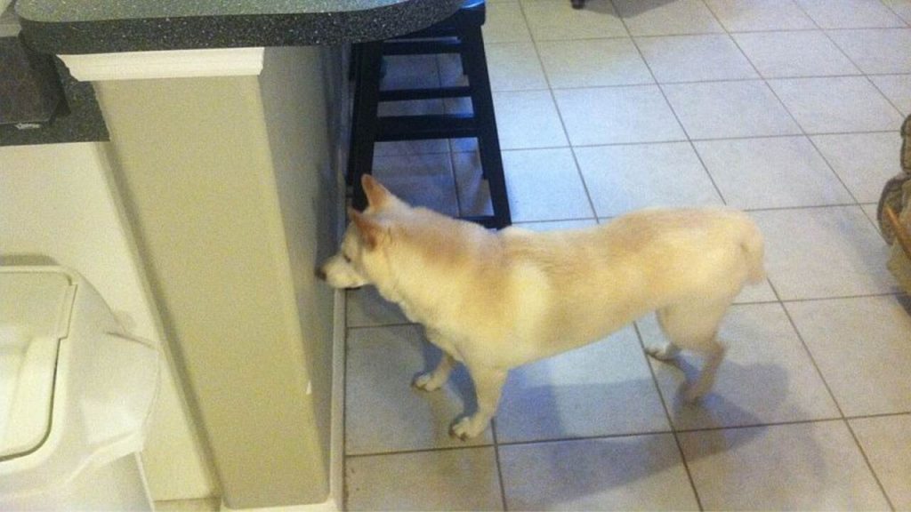 Fresh Look at Why Dog Standing Still And Staring 9 Exclusive Reasons
